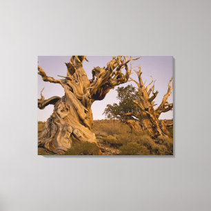 Lienzo Bosque Antiguo Bristlecone, Montañas Blancas, CA