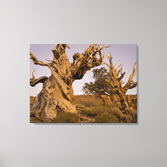 Lienzo Bosque Antiguo Bristlecone, Montañas Blancas, CA (Anverso)