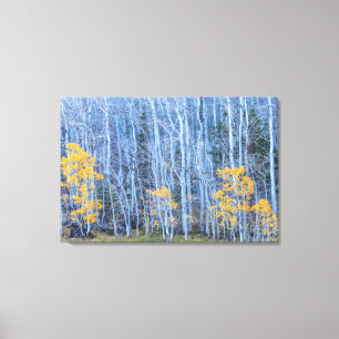 Lienzo Bosque Aspen