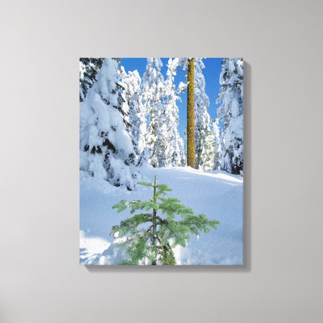 Lienzo Bosque Cubierto de Nieve en Oregon (Anverso)