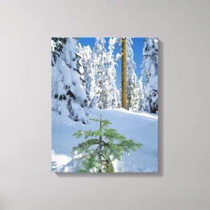Lienzo Bosque Cubierto de Nieve en Oregon