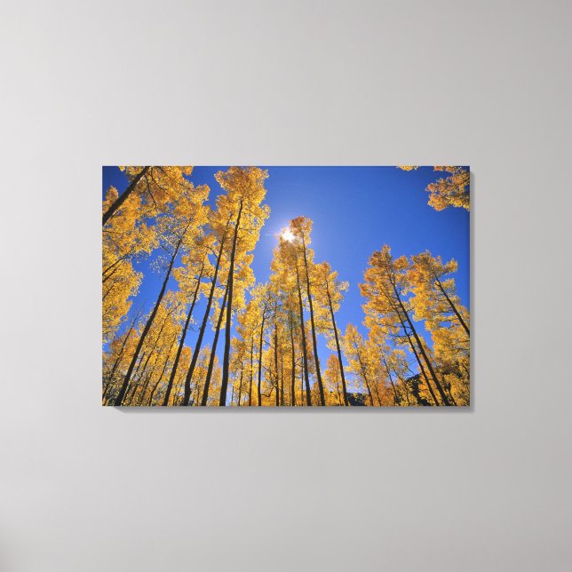 Lienzo Bosque de álamos en otoño en la cordillera de San  (Anverso)