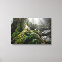 Bosque de musgo de Yakushima 'Aliento de vida' | B