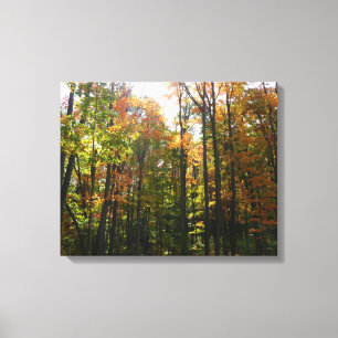 Lienzo Bosque de Otoño Iluminado por el Sol