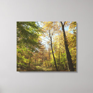 Lienzo Bosque de otoño iluminado por el sol II Fotografía
