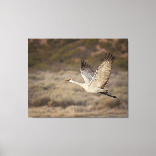 Lienzo Bosque del Apache NWR (Anverso)