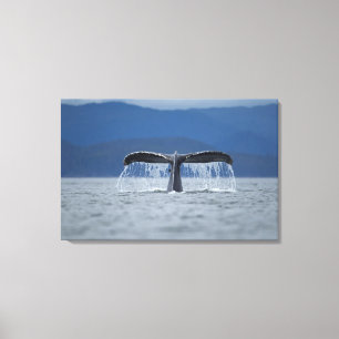 Lienzo Bosque Nacional Tongass, Humpback