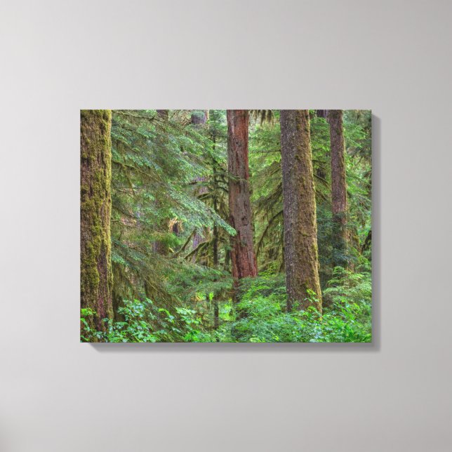 Lienzo Bosque nacional Willamette | Oregón (Anverso)
