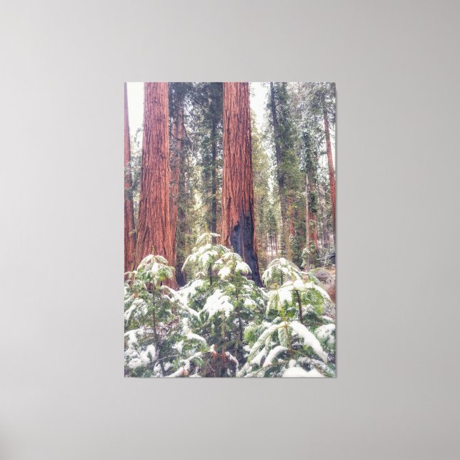 Lienzo Bosque Sequoia en invierno (Anverso)