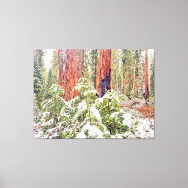 Lienzo Bosque Sequoia en invierno (Anverso)