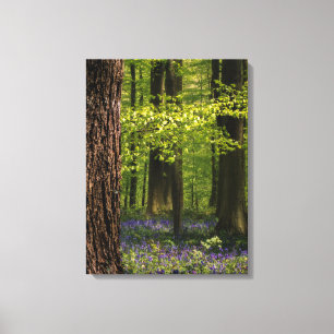 Lienzo Bosques   Bluebells en Bélgica