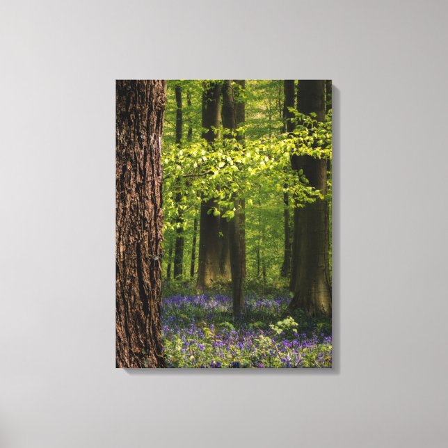 Lienzo Bosques | Bluebells en Bélgica (Anverso)