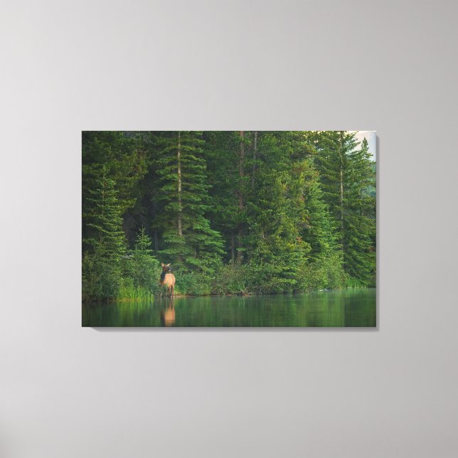 Lienzo Bosques | Elk en el Parque Nacional Banff Alberta (Anverso)