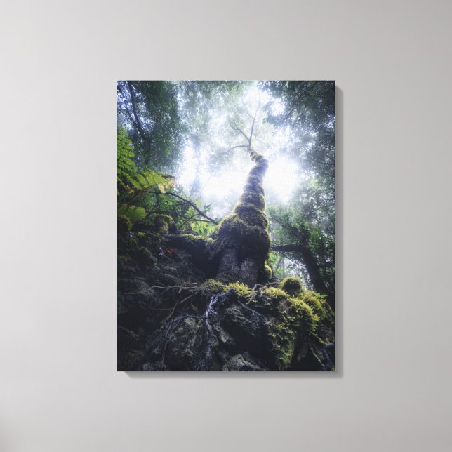 Lienzo Bosques | Parque rural de Anaga Islas Canarias (Anverso)