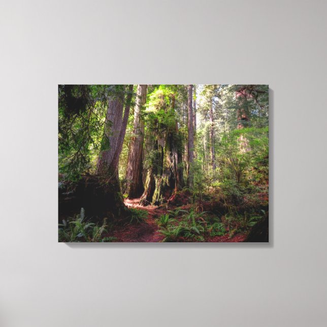 Lienzo Bosques | Redwood Forest California (Anverso)