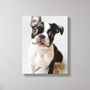 Lienzo Boston Terrier