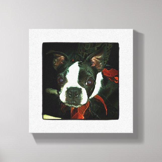 Lienzo Boston Terrier blanco y negro (Anverso)