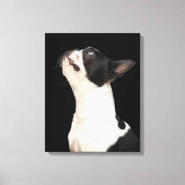 Lienzo Boston Terrier blanco y negro mirando (Anverso)