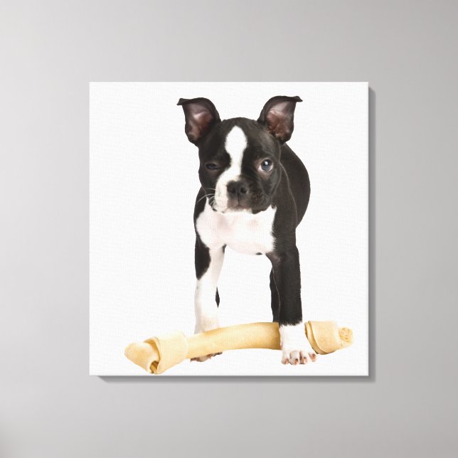 Lienzo Boston terrier resguarda el hueso giratorio (Anverso)