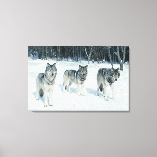 Lienzo Bote de lobos al borde de un bosque nevado (Anverso)