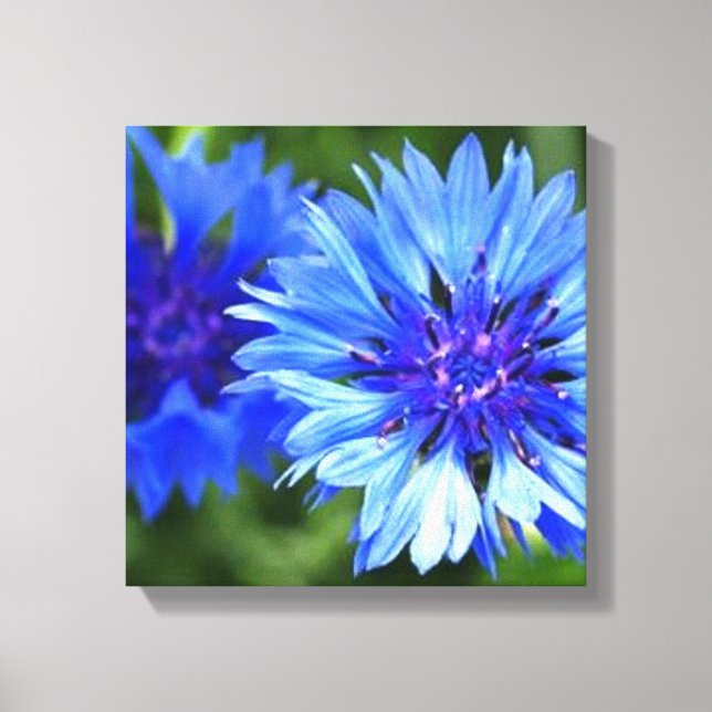 Lienzo Botones de soltero (Anverso)