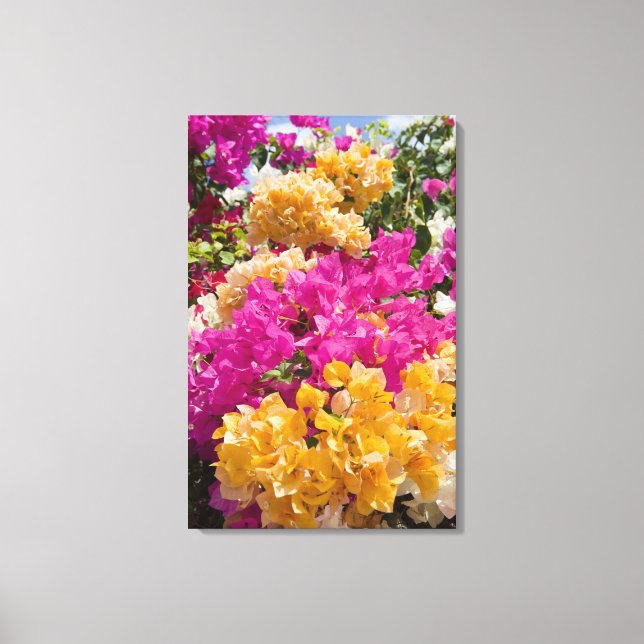 Lienzo Bouganvilleau, Caimán Brac, Islas Caimán, (Anverso)