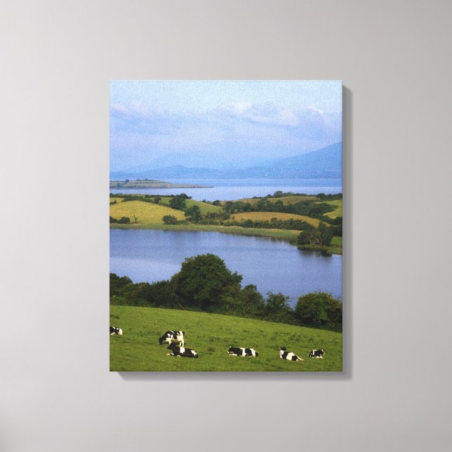 Lienzo Bovino Holstein-Fresian, Bantry Bay, Co Cork, (Anverso)