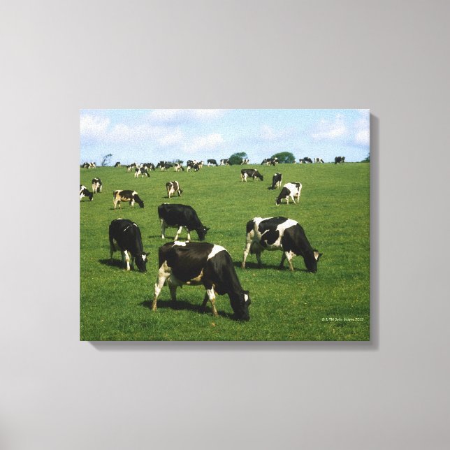Lienzo Bovino Holstein-Friesian, Irlanda (Anverso)