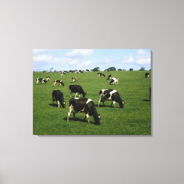 Lienzo Bovino Holstein-Friesian, Irlanda (Anverso)