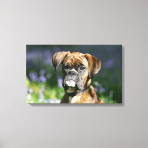 Lienzo Boxer Dog Headshot