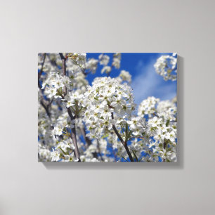 Lienzo Bradford Pear Blooms