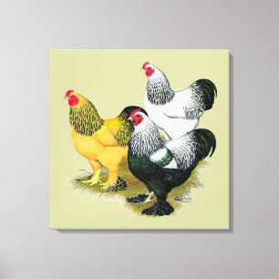 Lienzo Brahmas Tres Roosters