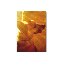 Brilla Sobre Mi Pastor Alemán #2