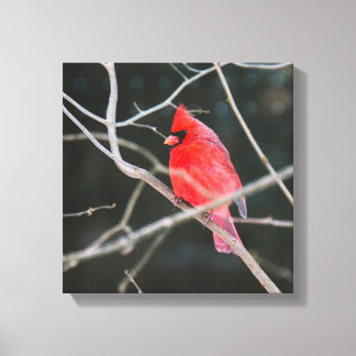 Lienzo Brillante Cardenal Septentrional