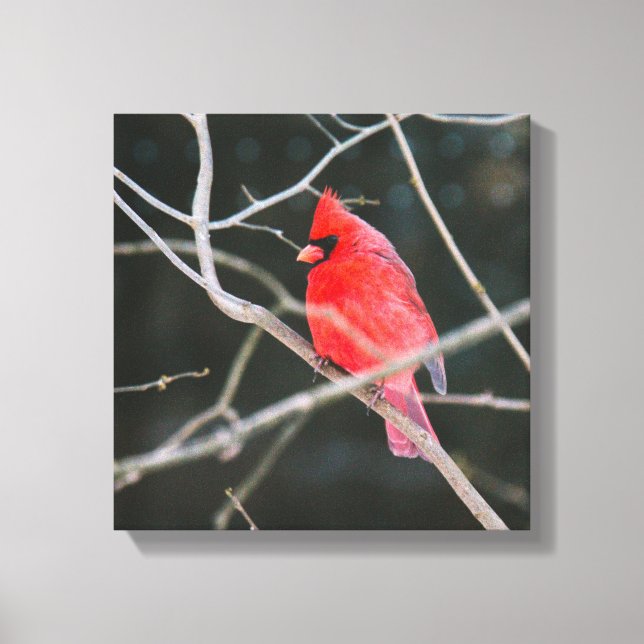 Lienzo Brillante Cardenal Septentrional (Anverso)