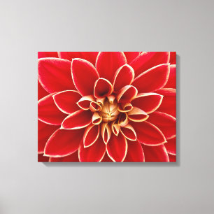 Lienzo Brillante Red Dahlia Closeup