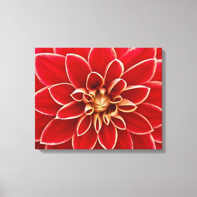 Lienzo Brillante Red Dahlia Closeup (Anverso)