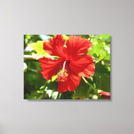 Lienzo Brillante rojo Hibiscus Flower Canvas Print