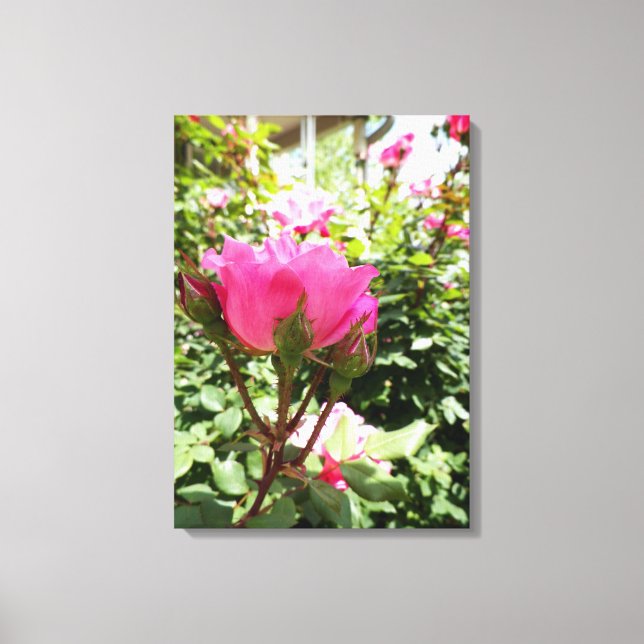 Lienzo brillante, rosa, flores, floral, fotografía, image (Anverso)
