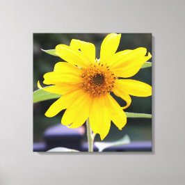 Lienzo Brillante Sunny Yellow Sunflower Close-up 24" x 24