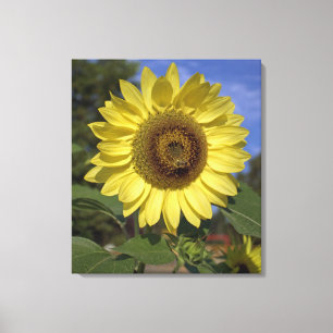 Lienzo Brillante verano girasol amarillo en cielo azul