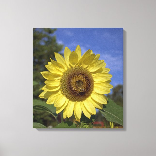 Lienzo Brillante verano girasol amarillo en cielo azul (Anverso)