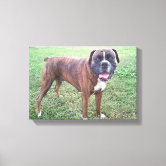 Lienzo Brindle Boxer Dog Photo Wall Canvas