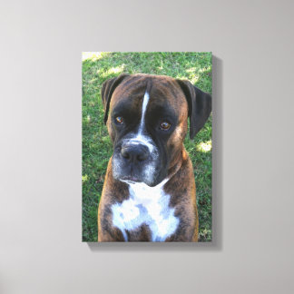 Lienzo Brindle Boxer Dog Photo Wall Canvas