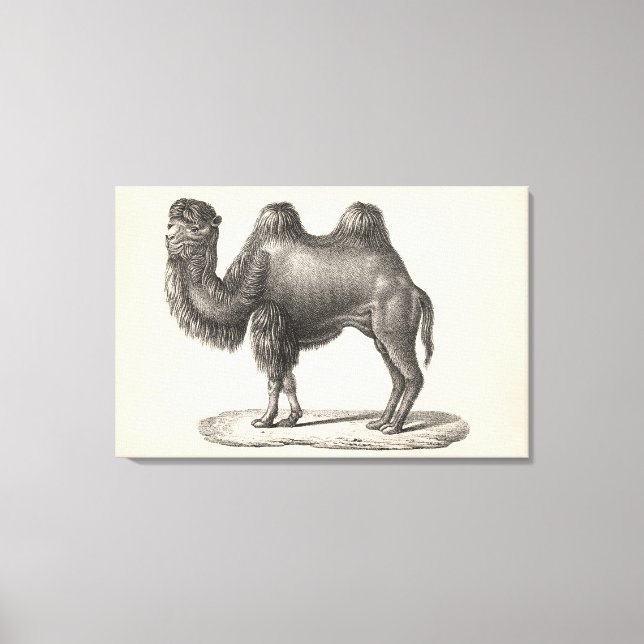 Lienzo Brodtmann Camel Sketch (Anverso)
