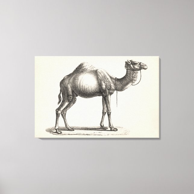Lienzo Brodtmann Dromedary Camel Sketch (Anverso)