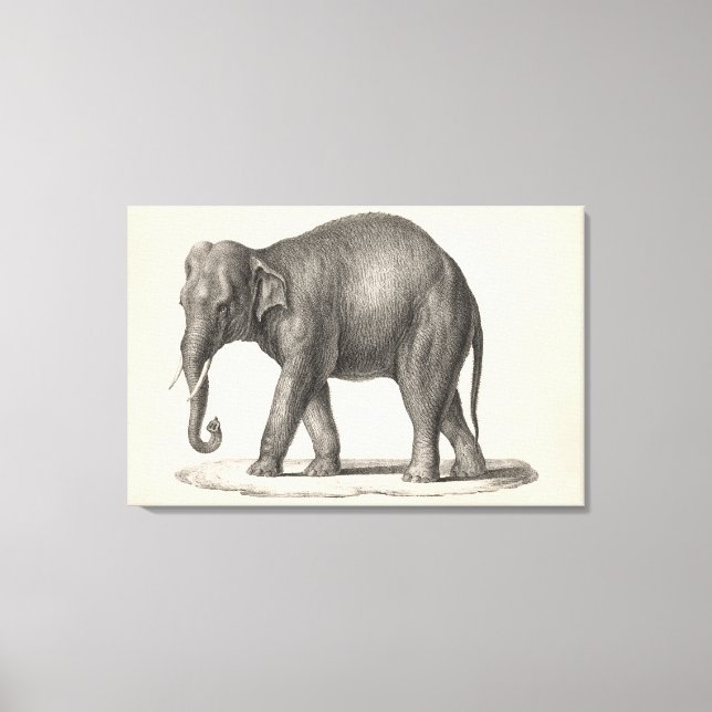 Lienzo Brodtmann Elephant Sketch (Anverso)