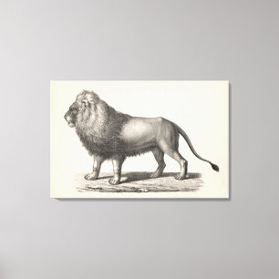 Lienzo Brodtmann Lion Sketch