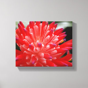 Lienzo Bromeliad