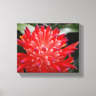 Lienzo Bromeliad Flower
